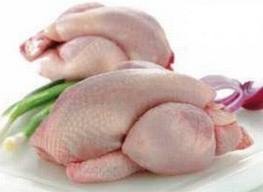 Piepkuiken/Poussin